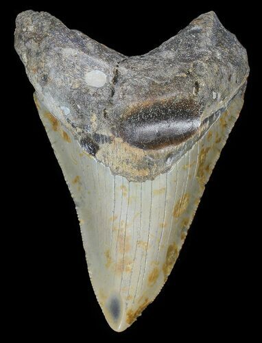Bargain, Megalodon Tooth - North Carolina #68038